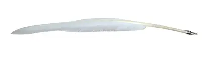 plume-blanche-plum01.webp