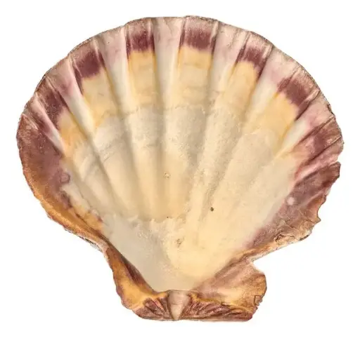 Porte encens coquille st jacques patte de lion 12-16cm 